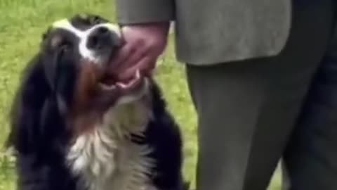 President of Ireland's dog vies for attention during television interview