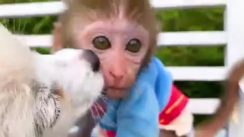 Baby monkey playing 🙉