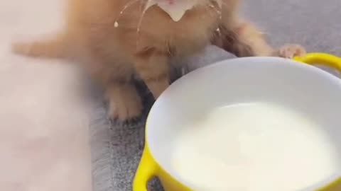 Cute kitty cat drinking milk funny