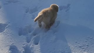 Tori's first time in the snow!!