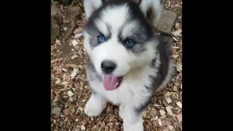 free! free 🔥🔥Siberian Husky - pupp for free adoption 2021 spf