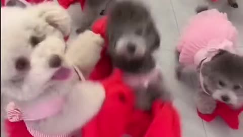 My littile dog dancing