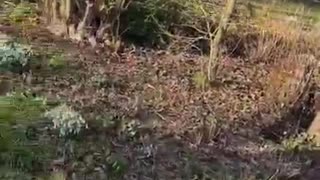Excited Dogs Zooms Around in the Garden
