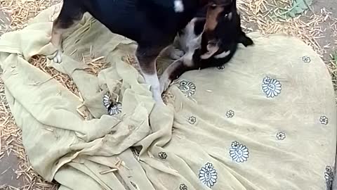 Dog Masti video