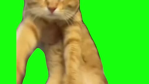 Orange Cat With Glasses Dancing | Green Screen