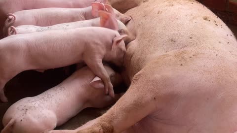 American Yorkshire Pig, Technology Pig Farming