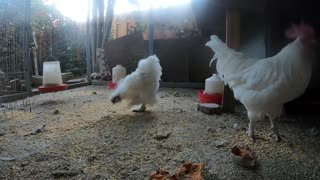 Backyard Chickens Relaxing Video Hens Clucking Roosters Crowing Sounds Noises!