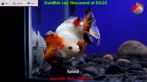 Goldfish Lay Thousand of EGGS