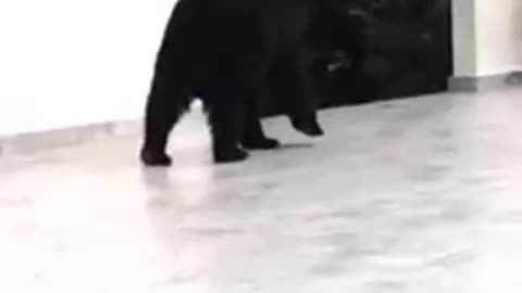 Ooppss bear is coming