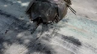 Horseshoe Crab