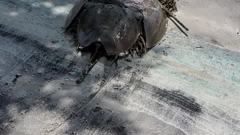 Horseshoe Crab