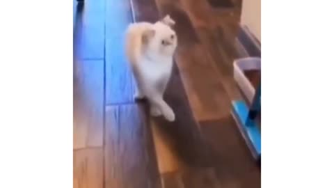 Cats funny videos 😂😂