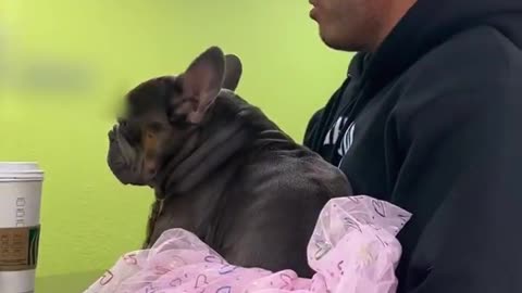 Podcaster Brings Dog In for Sex Change, Vet Loses Patience (VIDEO)
