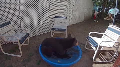 Large Bear Relaxes in Small Backyard Pool