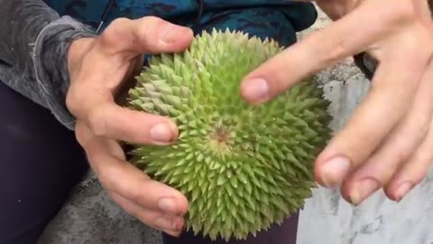 How To Open and Eat a Durian