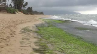 Hale'iwa, HI — Laniakea Beach #2