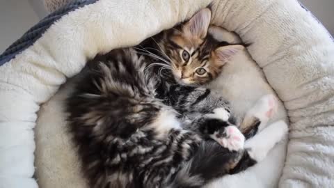 Maine Coon Kitten Molly Kneading and Going to Sleep (12 Weeks)