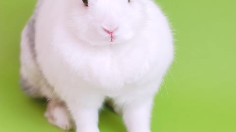 Nice rabbit