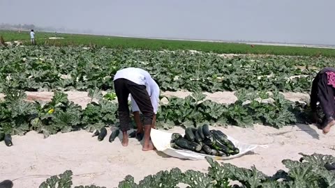 Daily Life Village fast Farmer and woman work hard in Sun Life village uttar Pradesh