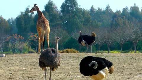 giraffe bothering the ostrich