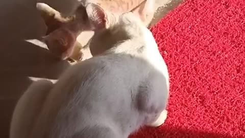 Cute Cats Playing