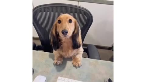 The best co-worker anyone could ask for! This pup brings joy to the office every day