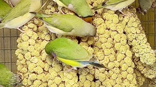 gouldian finches on millet spray