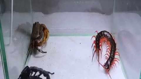 REAL CRAB VS SCORPION VS CENTIPEDE FIGHTING