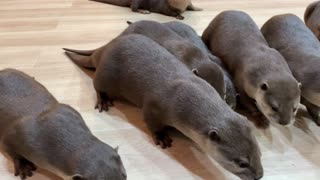 Otters Fascinated With Vacuum Cleaner