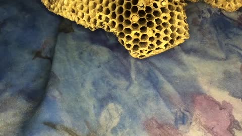 Artist Showcases Process of Making Wasp Nest Paper