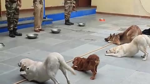 dog training