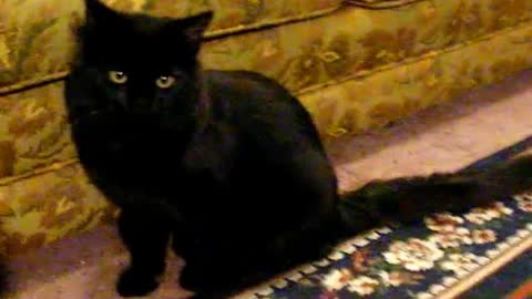 Black Cat Fetches Like a Dog, Animal Communication, Talking Animals