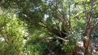 Nature, trees, and the sound of the thief pomegranate bird