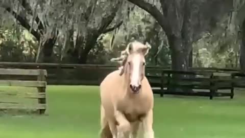 Cheval joueur