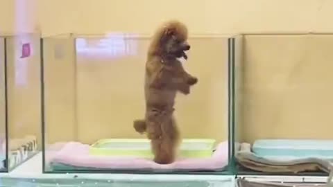 Funny videos of dogs