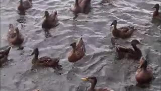 Feeding Wild Ducks