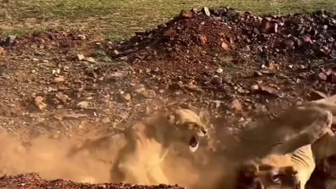 Lioness and lion having a fight