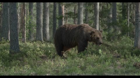 Huge brown bear patrolling the woods