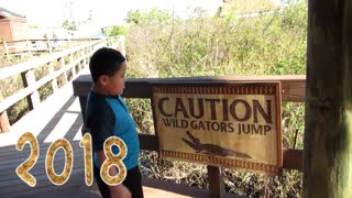 Wild Alligators Jump!