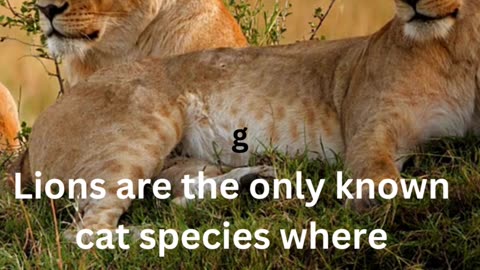 facts about lions
