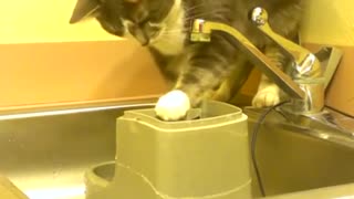 Cat has an odd way of drinking water