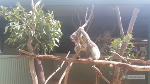 KOALA SUNNING