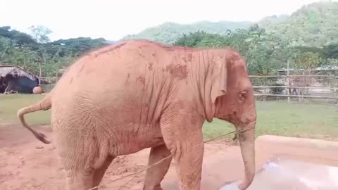 Baby Elephant Enjoying Her Toy From Her Mahout - ElephantNews