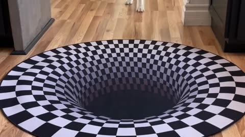 Dog funny reaction to enter optical illusion rug