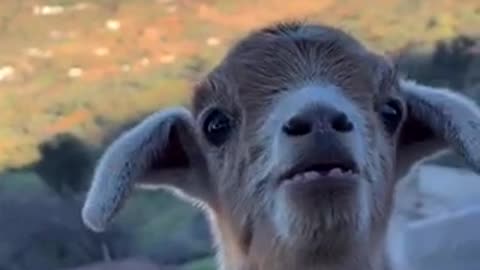 Cute goat 🐐 trending video