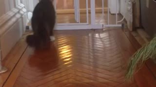 Dog Playing with Cat Who Isn't Having It