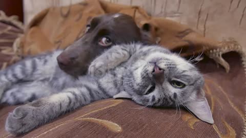 Cat And A Dog Are Sleeping Together Funny Indoors Video Friendship Cat And Dog Video