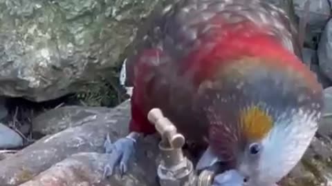 Kaka bird parrot drink tab water himself birds