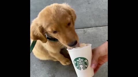 JUST ANOTHER NORRMAL DAY HAVING MY STARBUCKS LOL!! Cute and Funny Cat Dog Videos