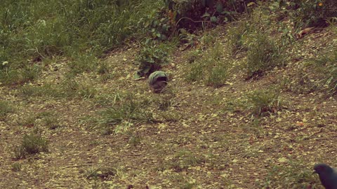 Wild pigeons are a rare and truly wonderful sight